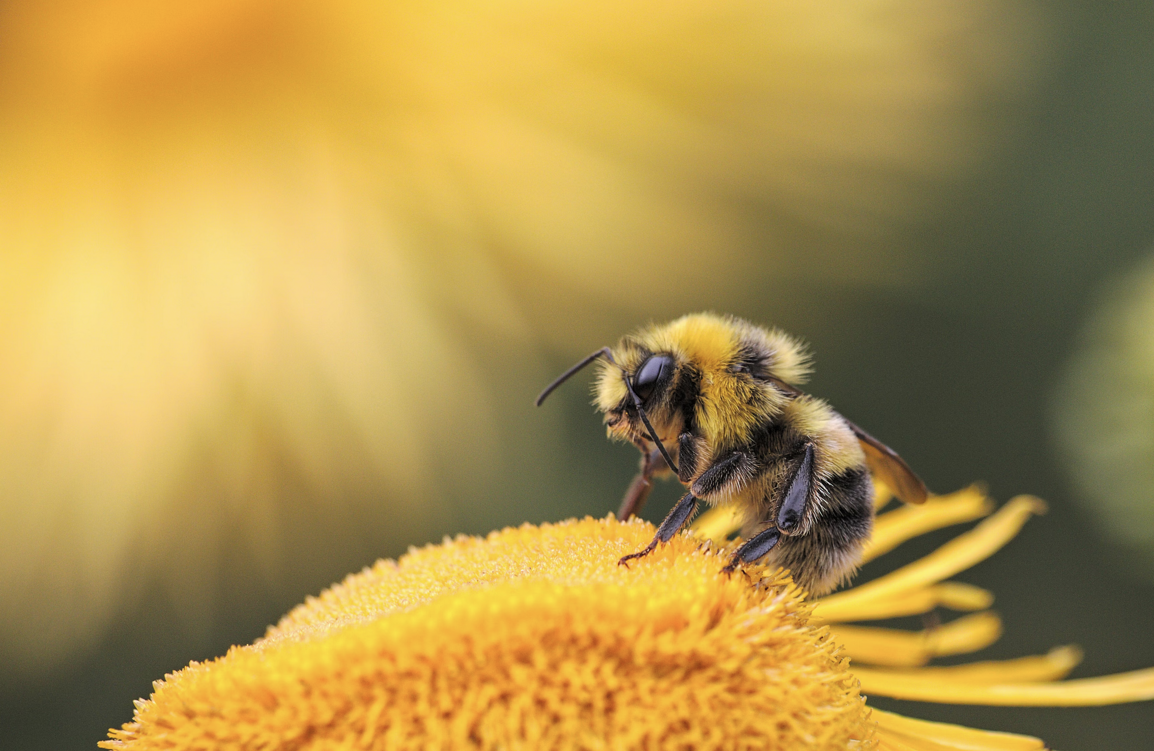 Bee Stings:Mosquitos treatment & prevention